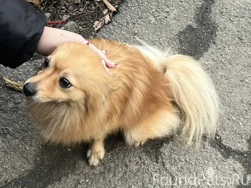 Найдена собака во дворе дома с...