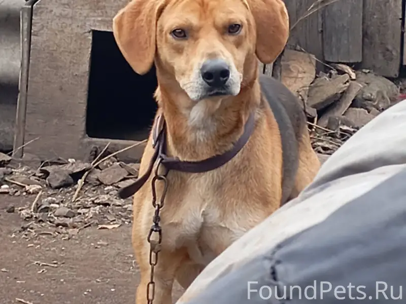 Пропали две гончие собаки, есл...