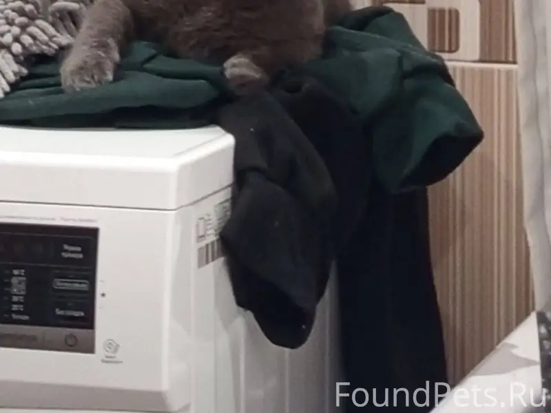 ❗️Пропал Кот ❗️ На посёлке,воз...