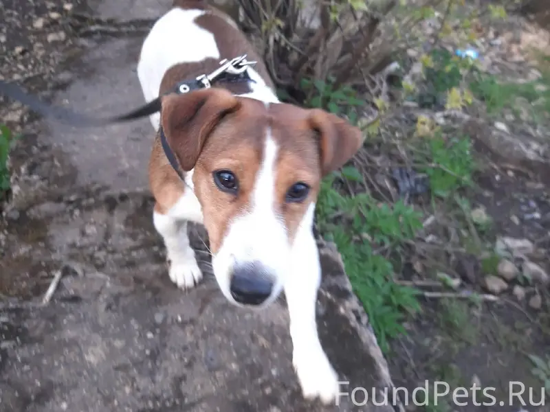 19.12.25. Пропала собака , дже...