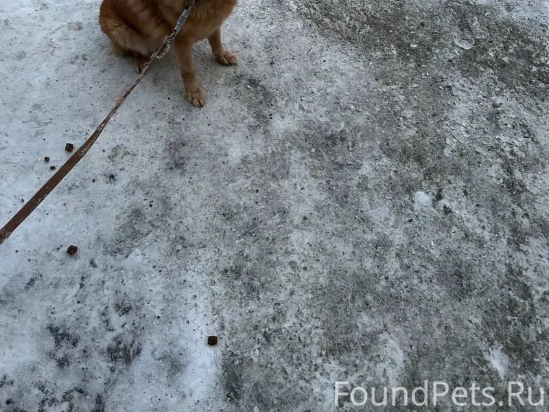 Найдена собака (девочка) в рай...