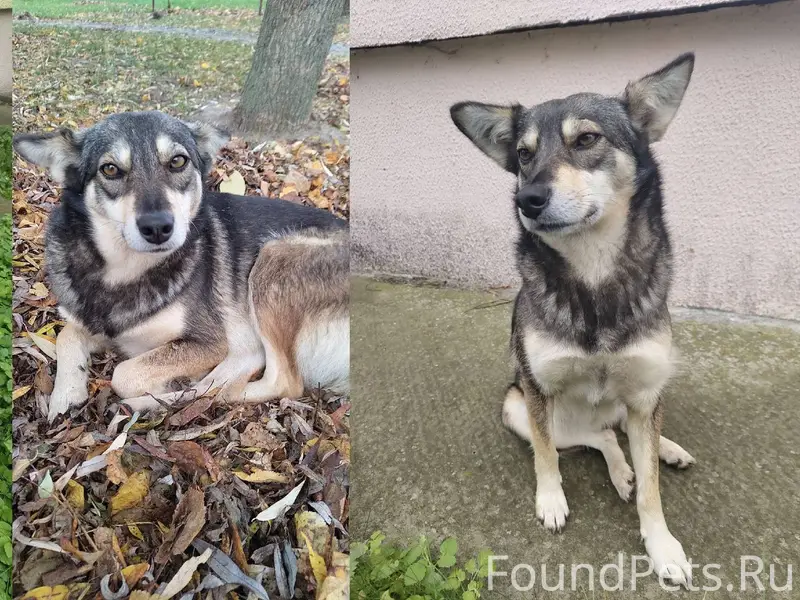 Пропала собака. Скорее всего, ...