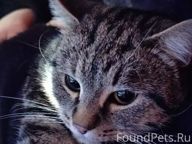 Найден кот. Объездная дорога п...