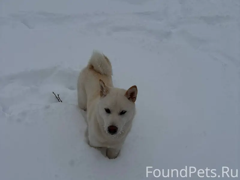 Потерялась собака, Октябрьский...