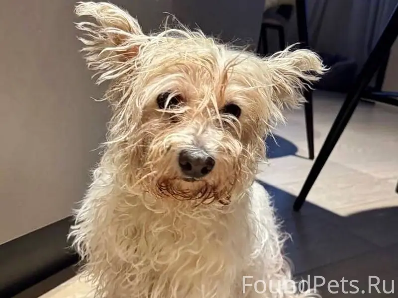 Найдена собака‼️ 19.12.25 МО.....