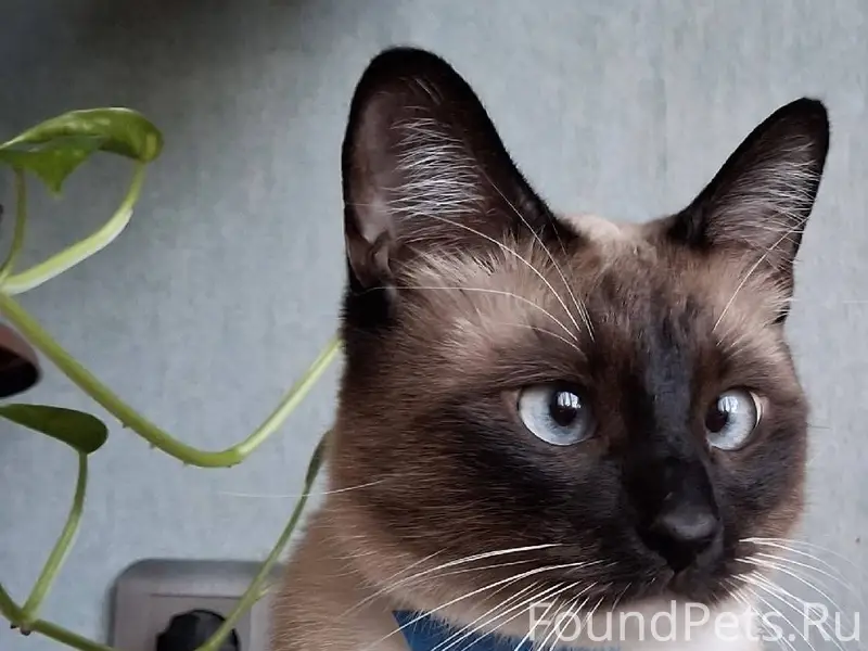 ПРОПАЛ КОТ! Вышел в подъезд, п...