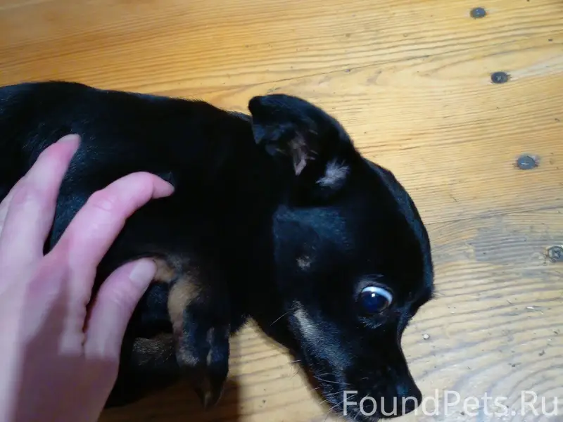 Срочно!! Найден пес около музы...