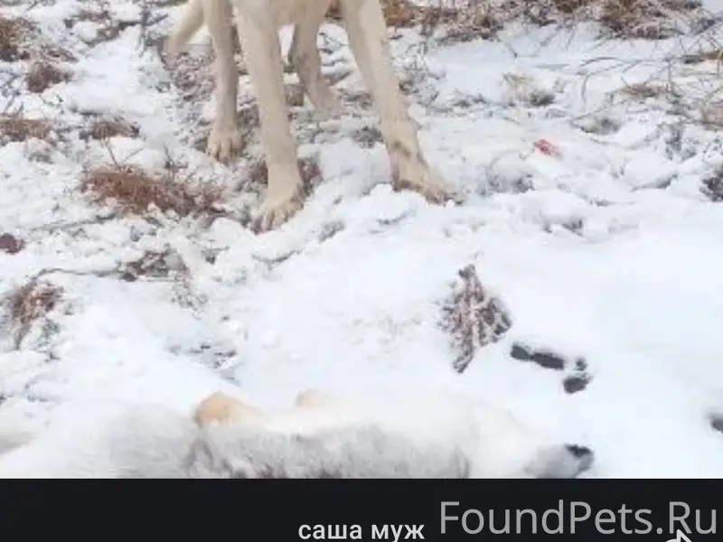 Срочно ❗❗❗ потерялась собака в...