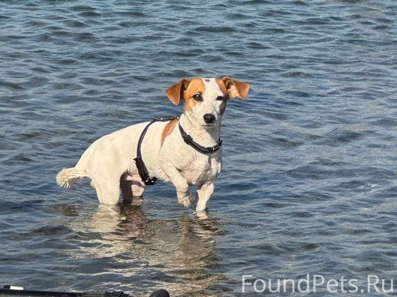 Пропала собака породы Джек Рас...