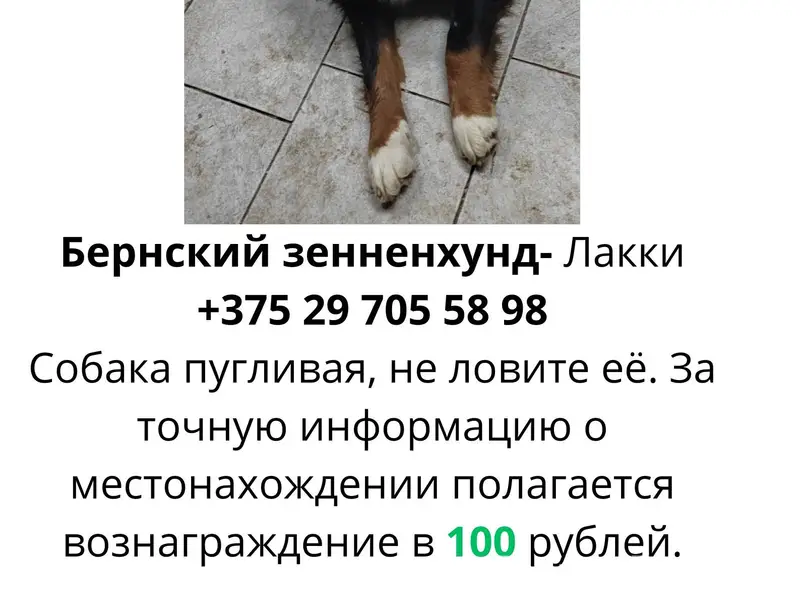 Пропала собака. Бернский зенне...
