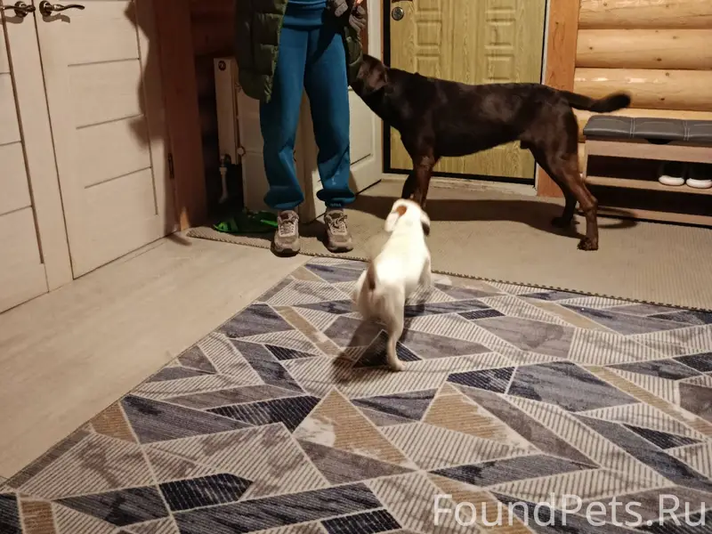 Найдены 2 собаки в районе ул.....