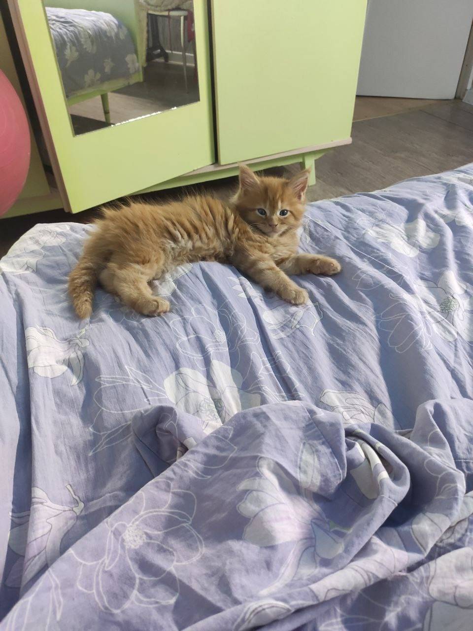 Здравствуйте пропала наша кошк...