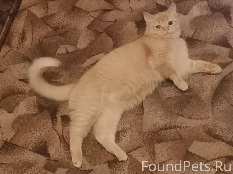 Пропала кошка!!! Прошу людей,к...