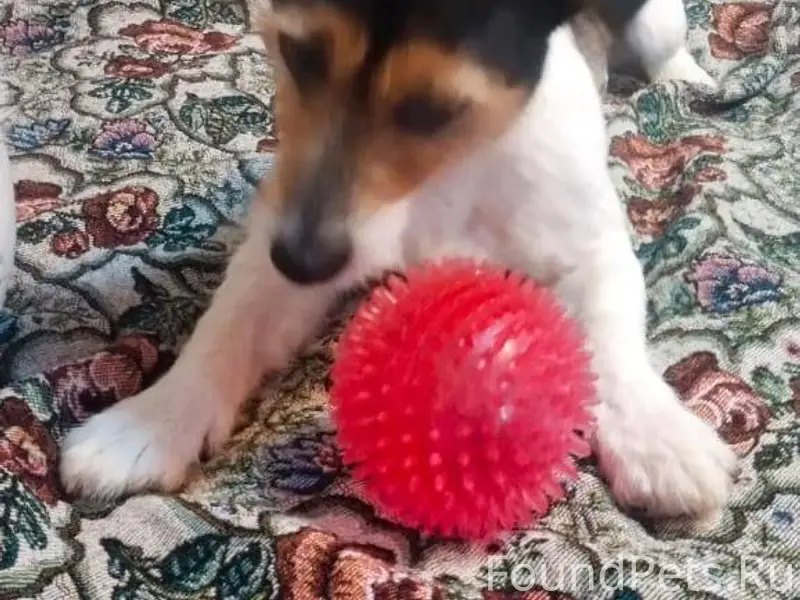 Пропала собака Джек Рассел тер...