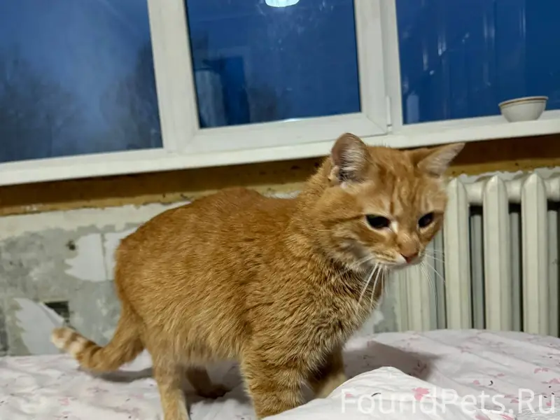 Сегодня утром найдена кошка (с...