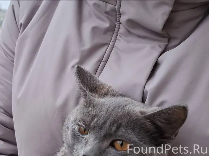 У кого пропал котенок. Похож н...