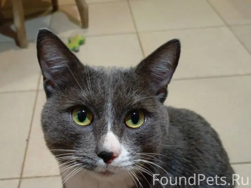 Найден кот. В районе остановок...