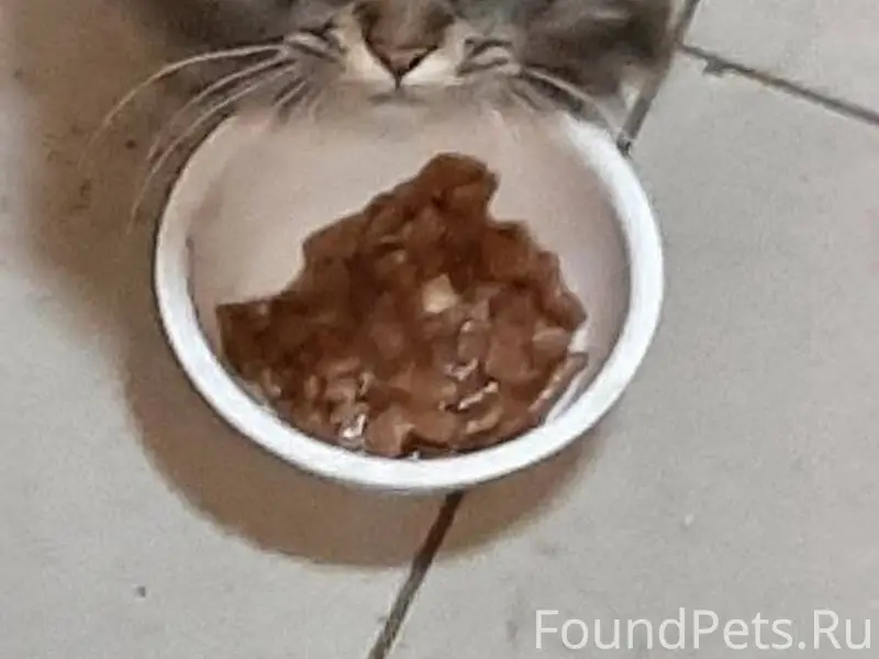 ‼️‼️‼️‼️‼️‼️Найдена кошка‼️‼️‼...