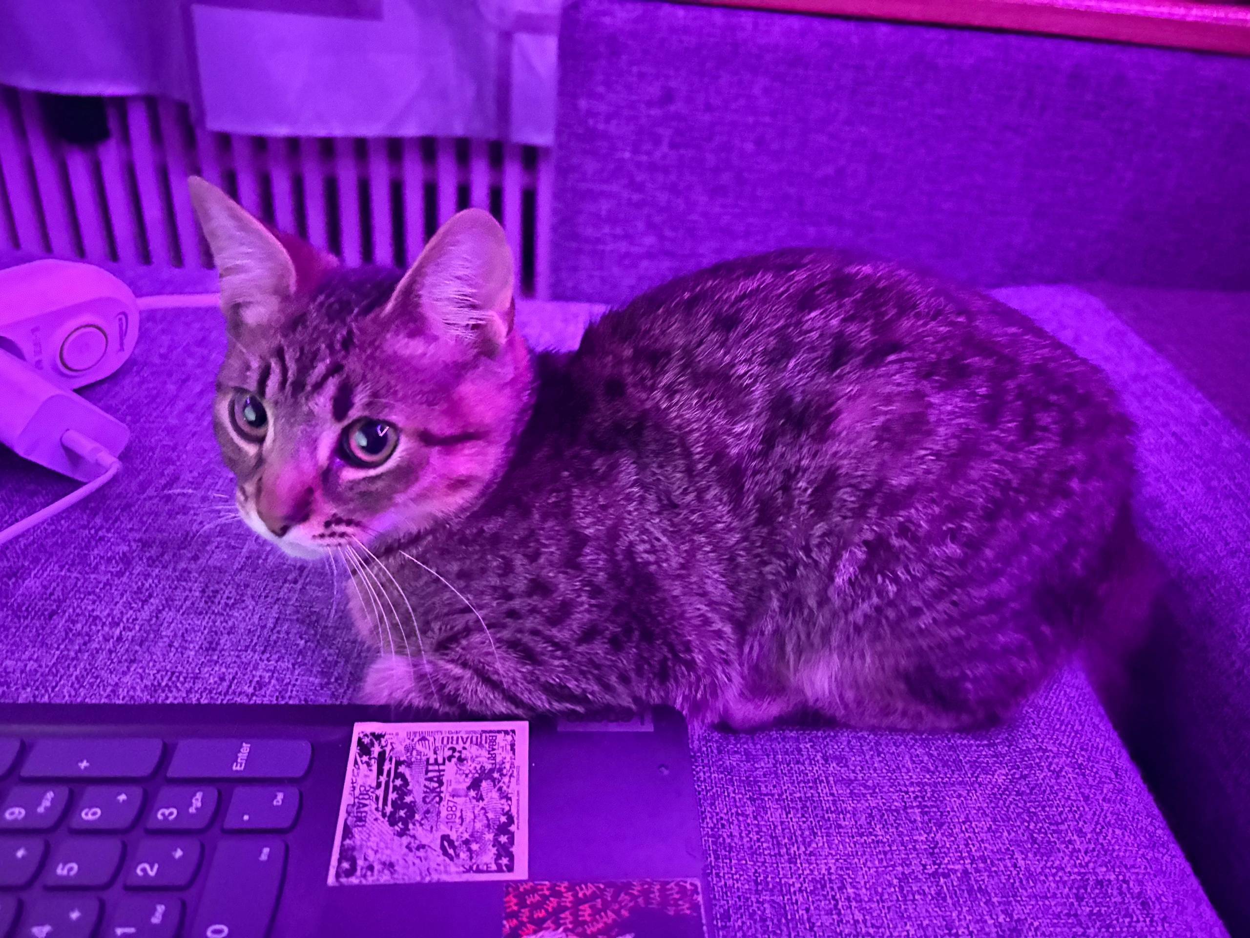 Потерял кота, помогите найти п...
