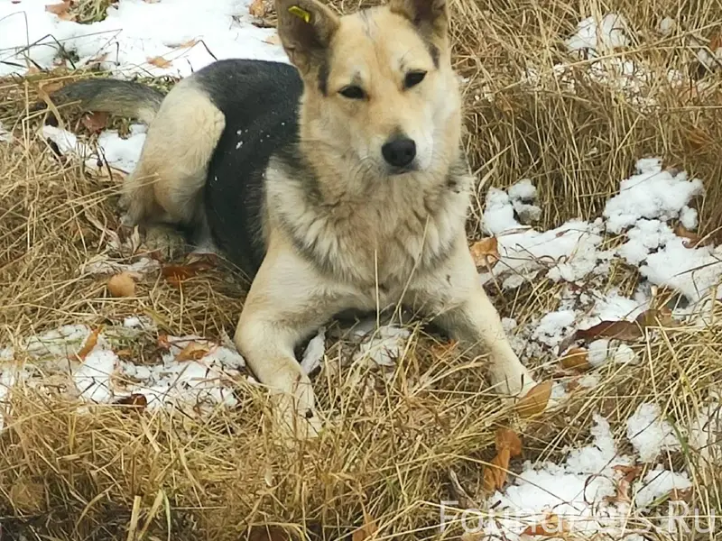 Пропала собака (поселок Дивный...