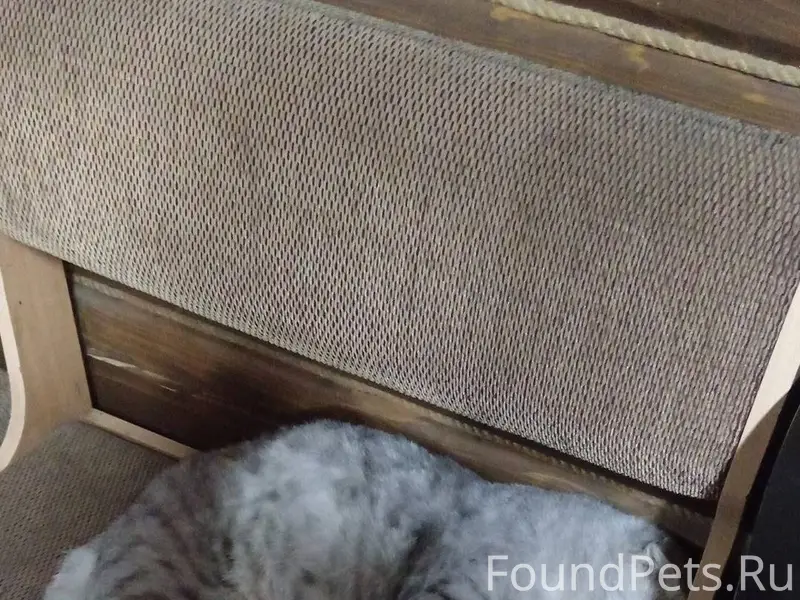 Пропал кот район жд, ул. Гогол...