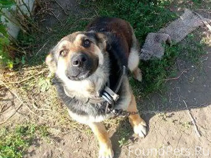 Убежала собака, помесь овчарки...