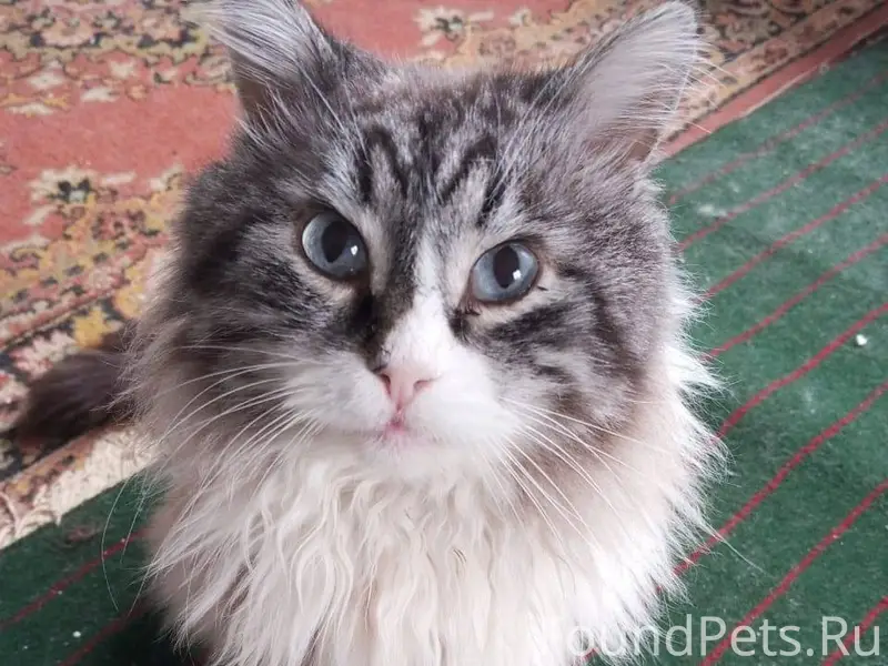 Пропал кот Тиша, 13 лет, прошу...