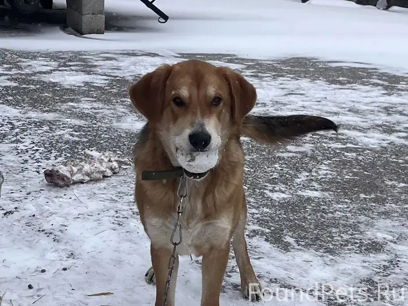 С передержки сбежал пёс вместе...