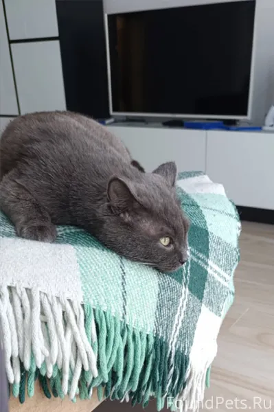 Друзья, пропал кот! Может нахо...