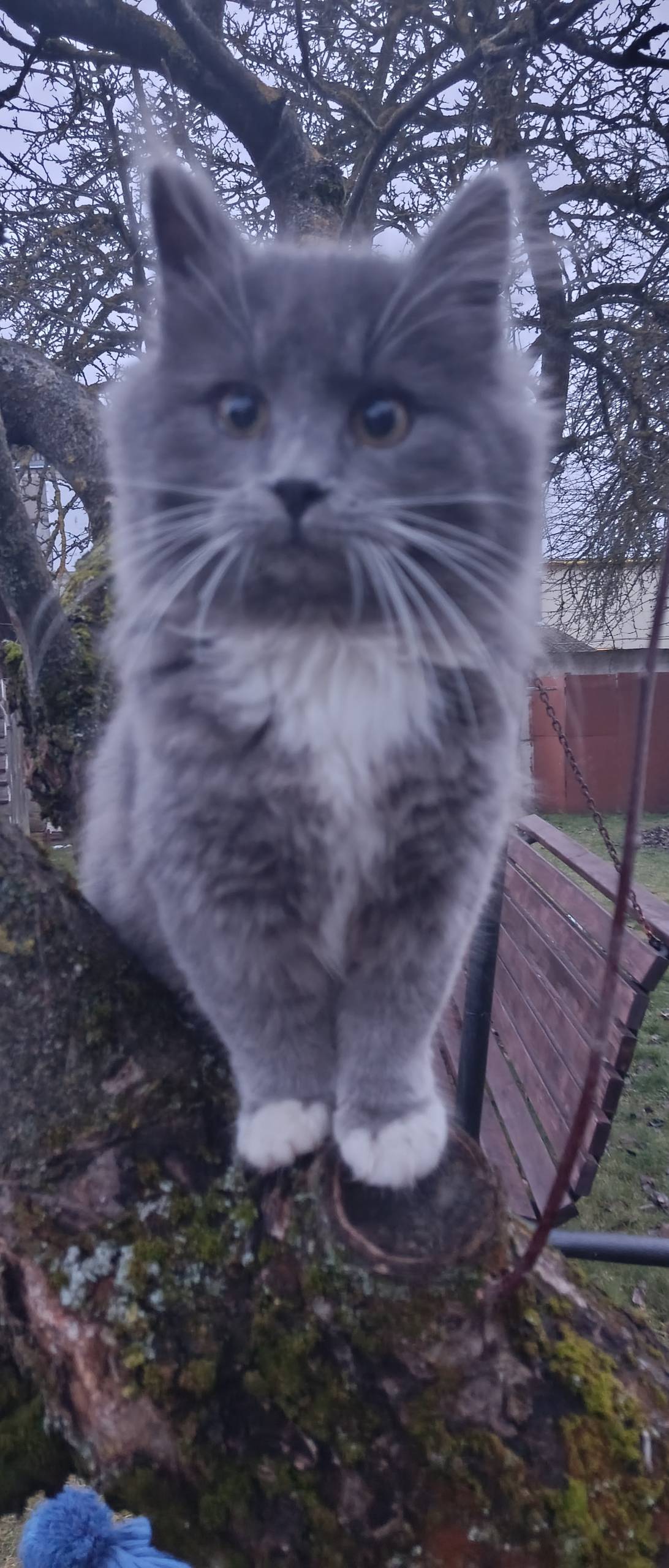 Потерялась (увязалась с нами н...