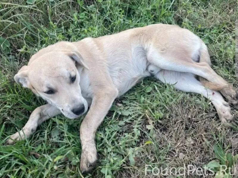 🆘🆘🆘🆘🆘🆘🆘🆘🆘🆘🆘 Пгт.Советский НАЙД...