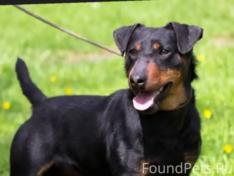 Пропала собака с ошейником, в ...