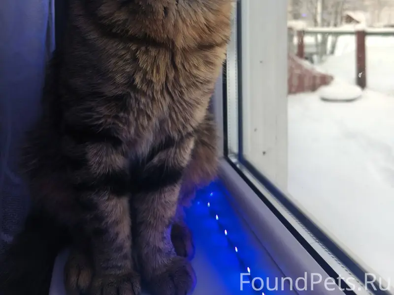 Пропал кот, откликается на имя...