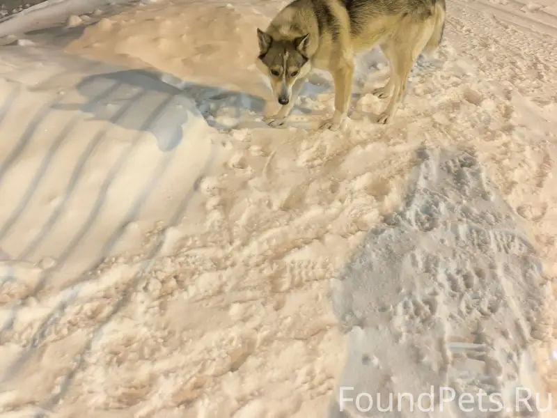 Московский 43 Кор 3 бегает пес...