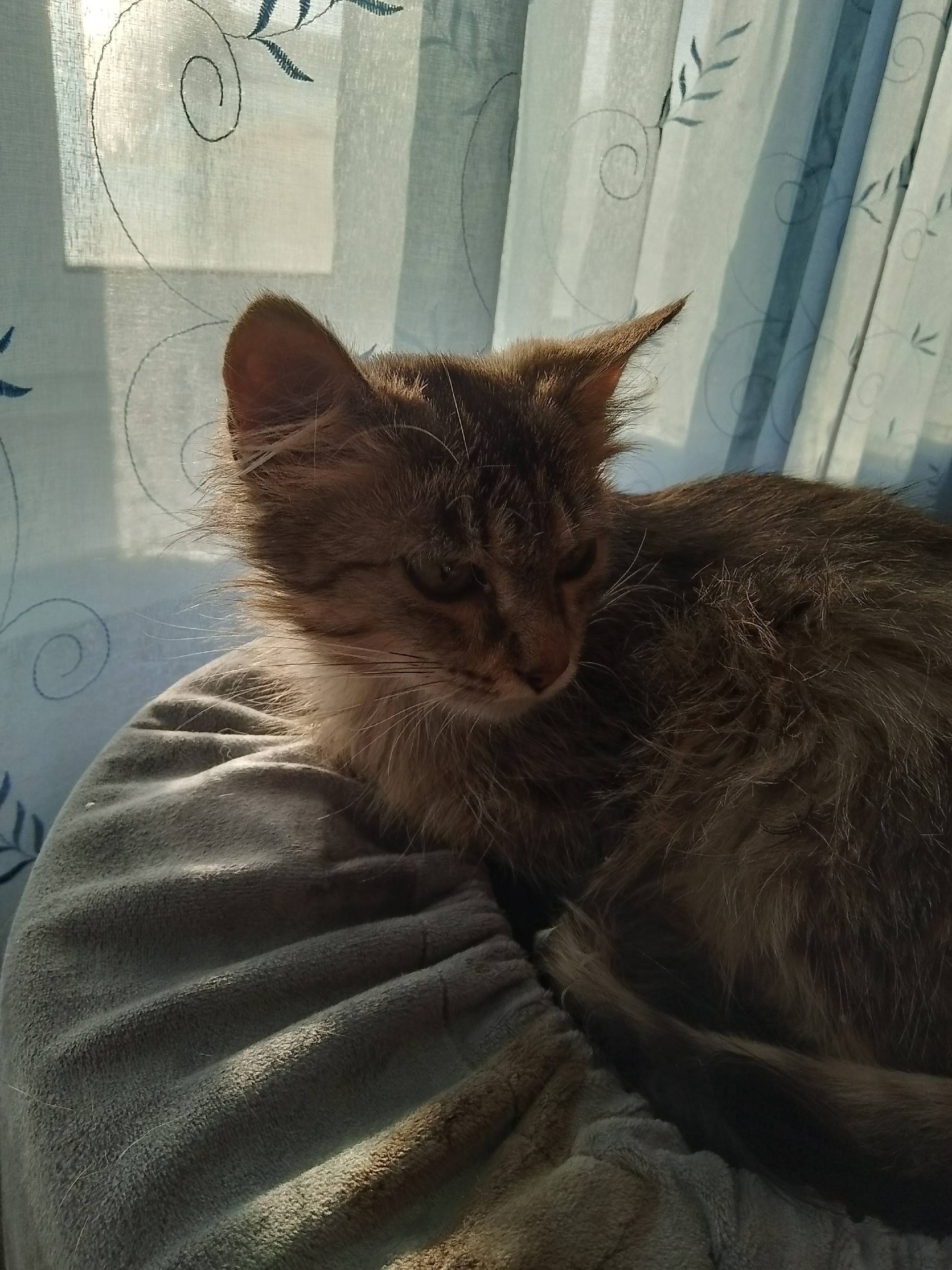 Добрый день. Найден котёнок. Б...