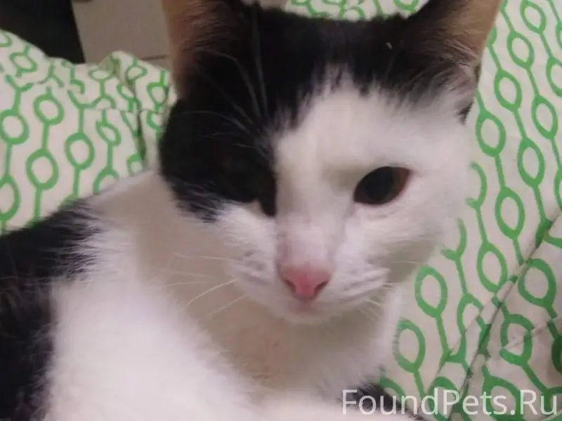 Пропала кошка!! | 30.11 | ул. ...
