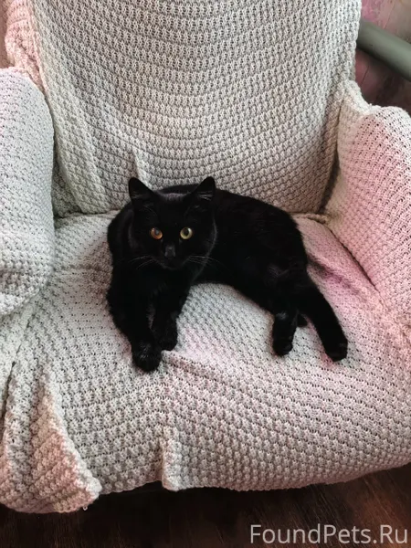 НАЙДЕНА КОШКА‼️ 30 ноября подо...