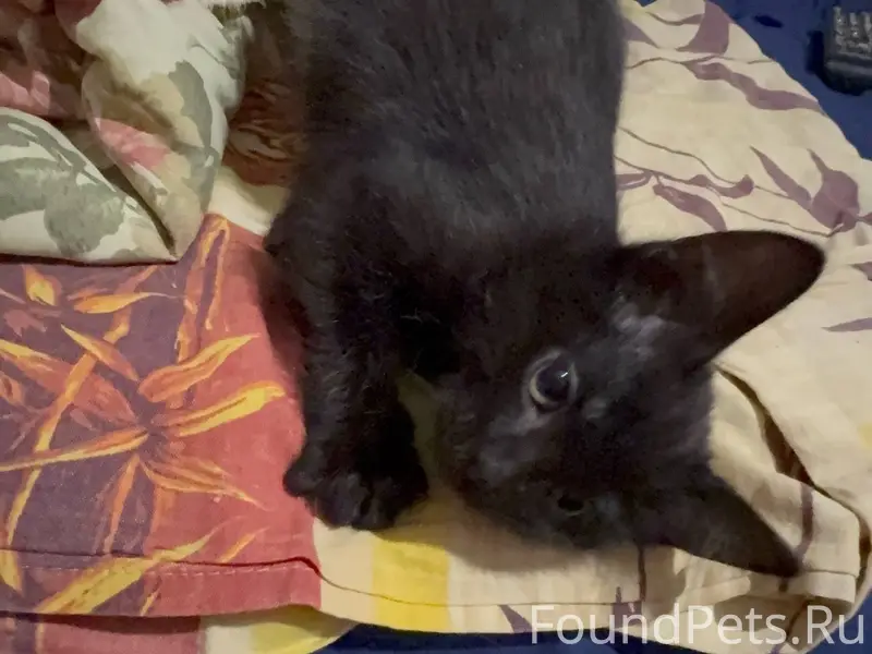 Росляково. Пропал котёнок [id1...