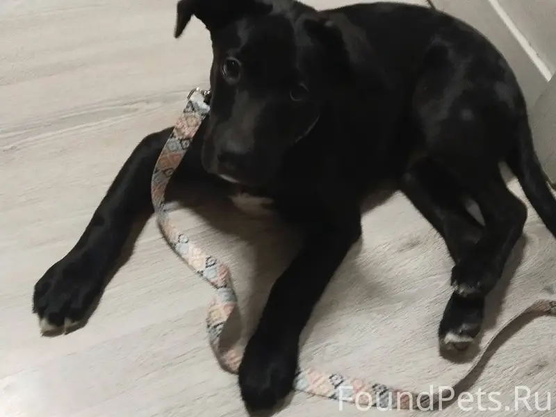 Найден щенок 2 декабря возле д...