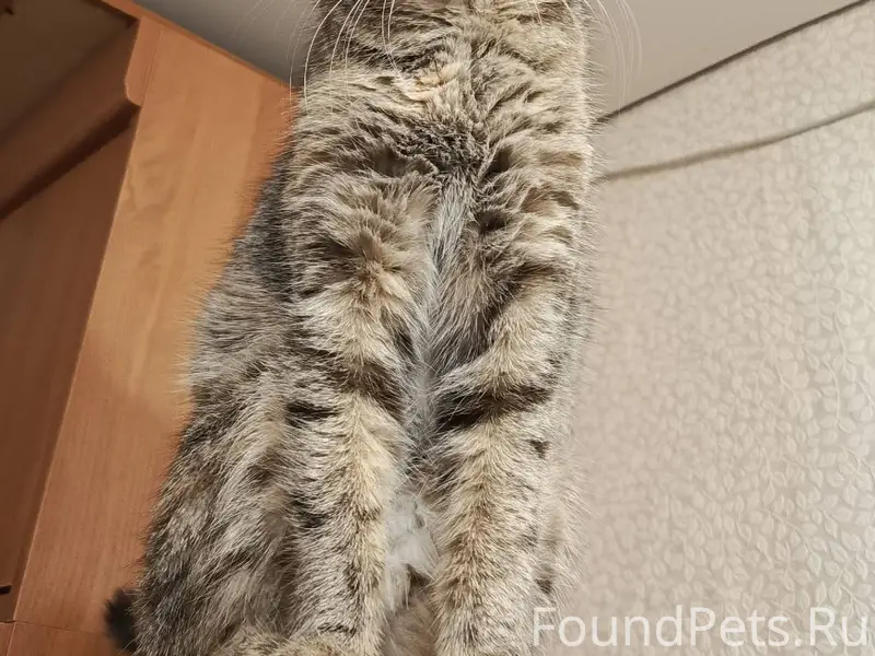 Пропала кошка, откликается на ...