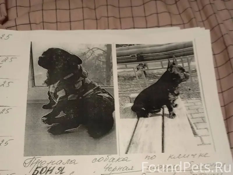 Пропала собака Климовск на зав...