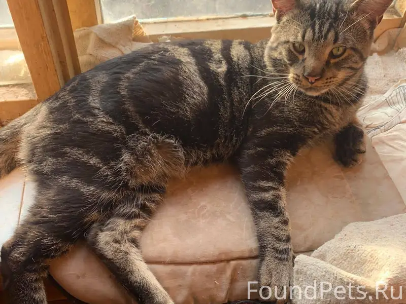 Помогите найти хозяев! Жукова ...