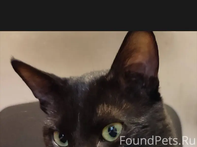 SOS! ВНИМАНИЕ! РОЗЫСК! Пропал ...