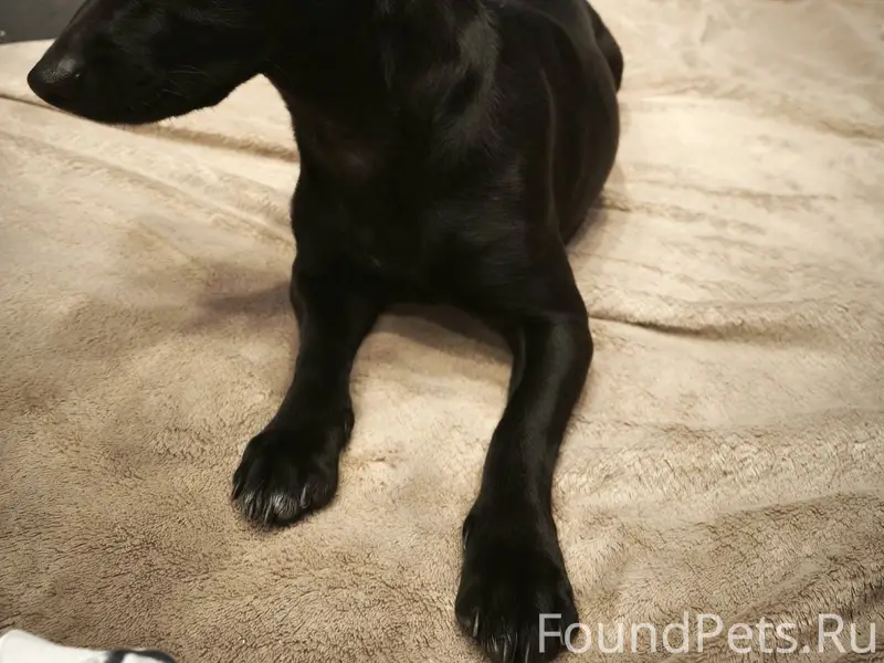 Нашли молодую сучку, года 2 пр...