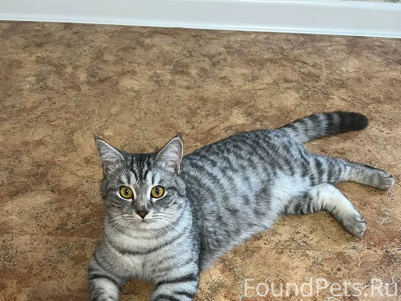 Найден кот. 1.12.2025 в...