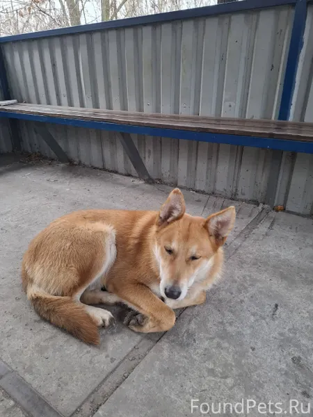 Кто потерял собаку? Ошейник ещ...