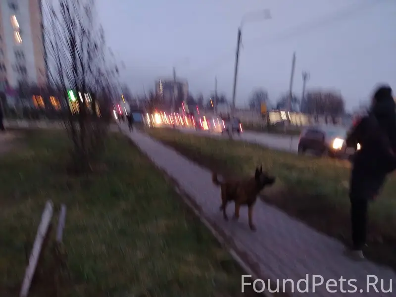 СРОЧНО! Ищем хозяина потерявше...