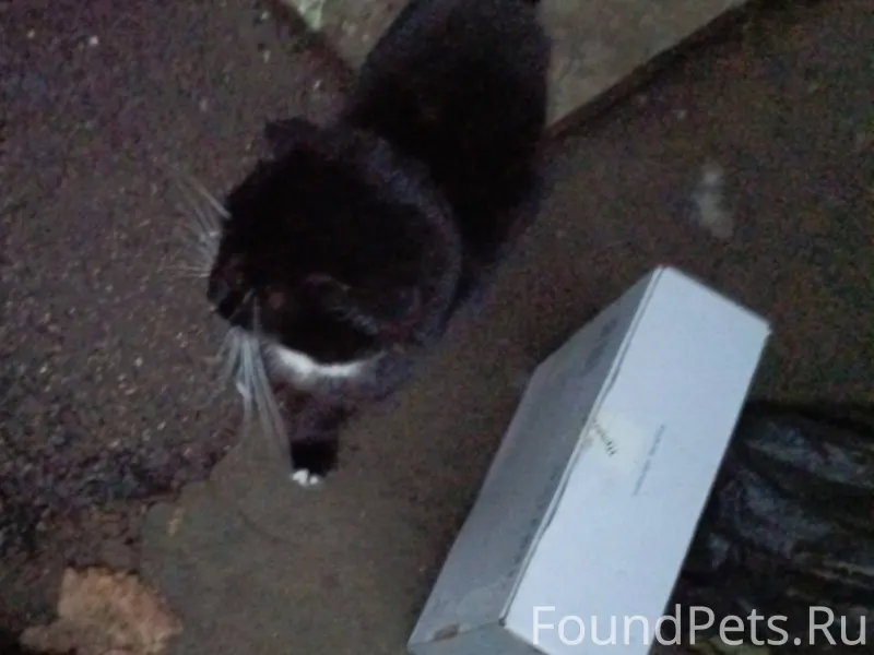 Найден кот(или кошка, не рассм...