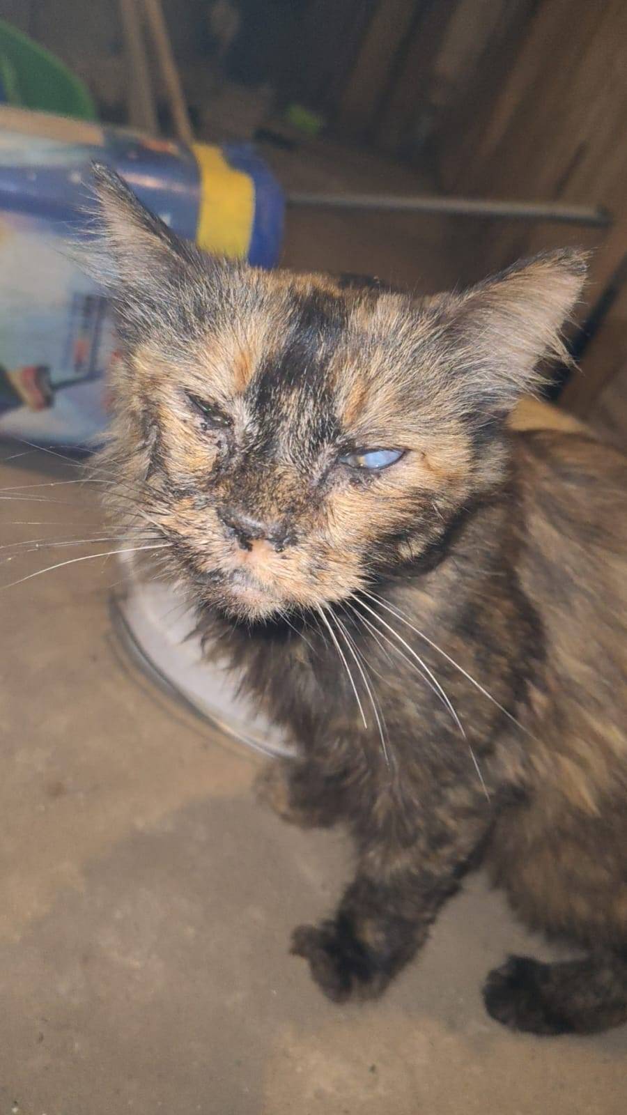 Александров . Очередная мучени...