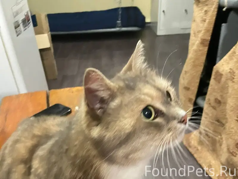 Кто кошку потерял. Была найден...